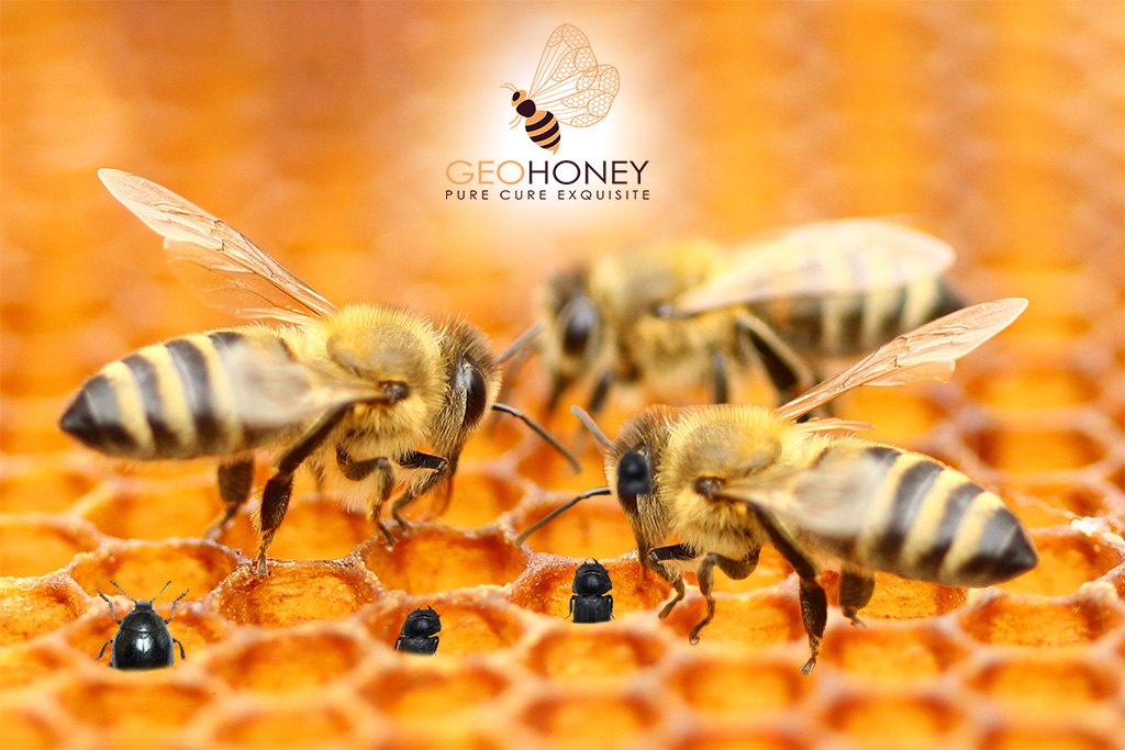 New Insecticides are Being Developed to Target Honey Bee Enemies